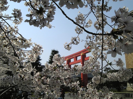 桜から鳥居.jpg